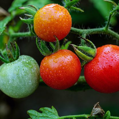 Water drops on four tomatoes growing on a vine