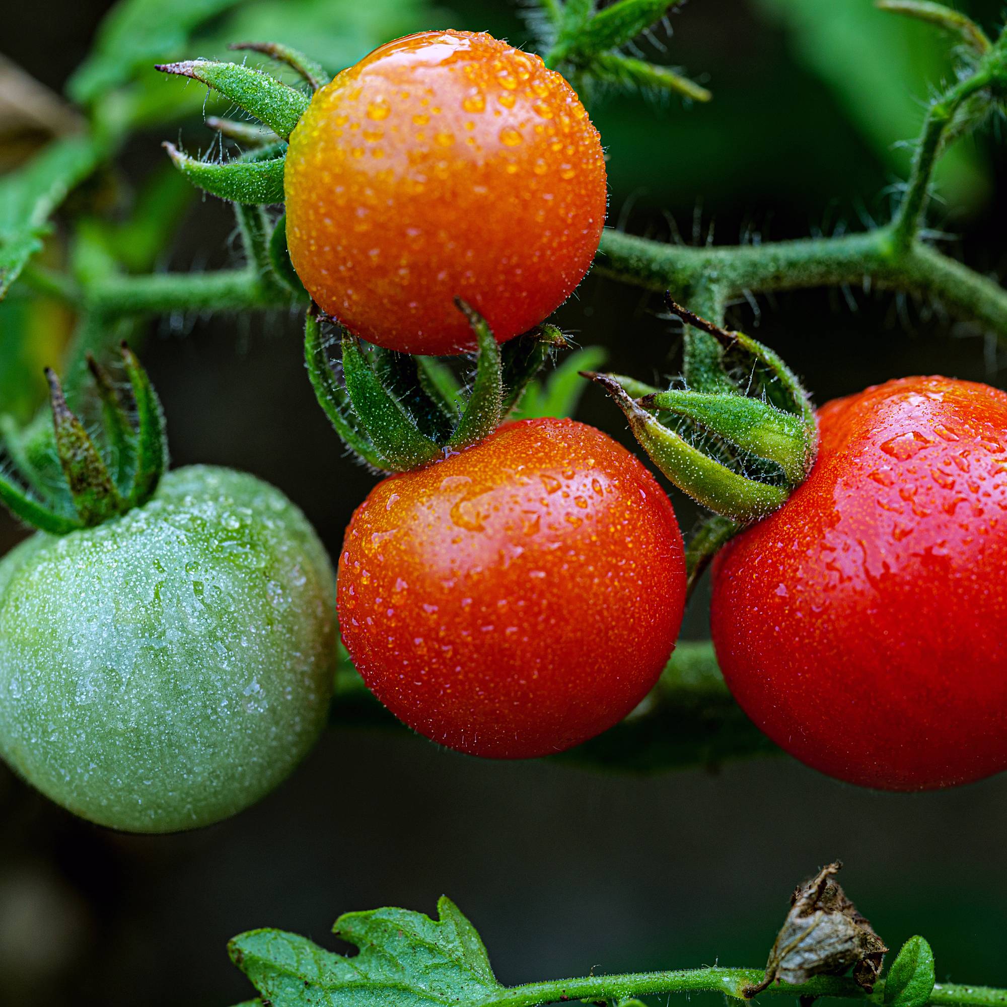 Water drops on four tomatoes growing on a vine