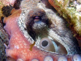 octopus, octopus cannibalism, common octopus, Octopus vulgarism, weird animal photos
