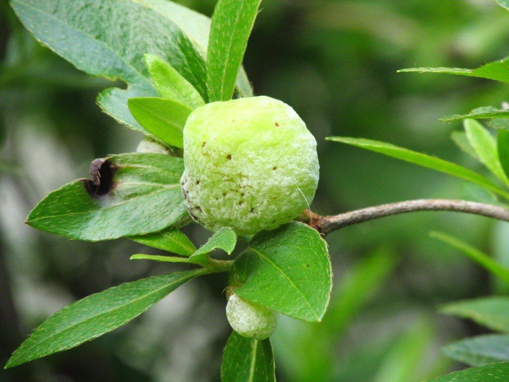 Leaf Gall On Azalea Plant