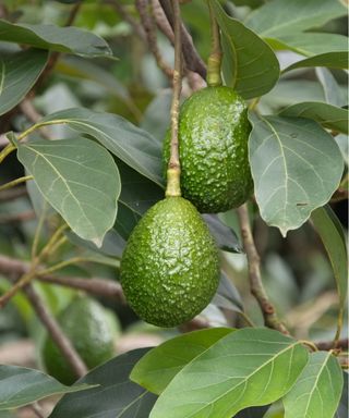 Avocado fruit