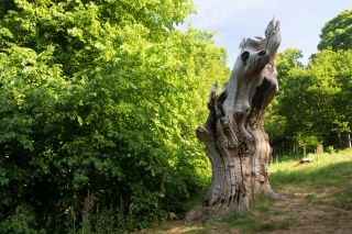 Wilberforce Oak in the London Borough of Bromley, England, United Kingdom, Europe