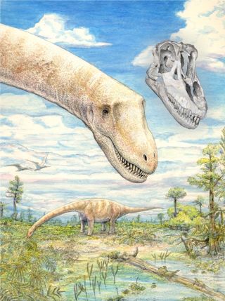 Digital comparison of the illustrated dinosaur and the reconstructed skull