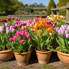 Variety of tulips in pots