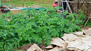 picture of cardboard being used as an insulator and mulch in garden