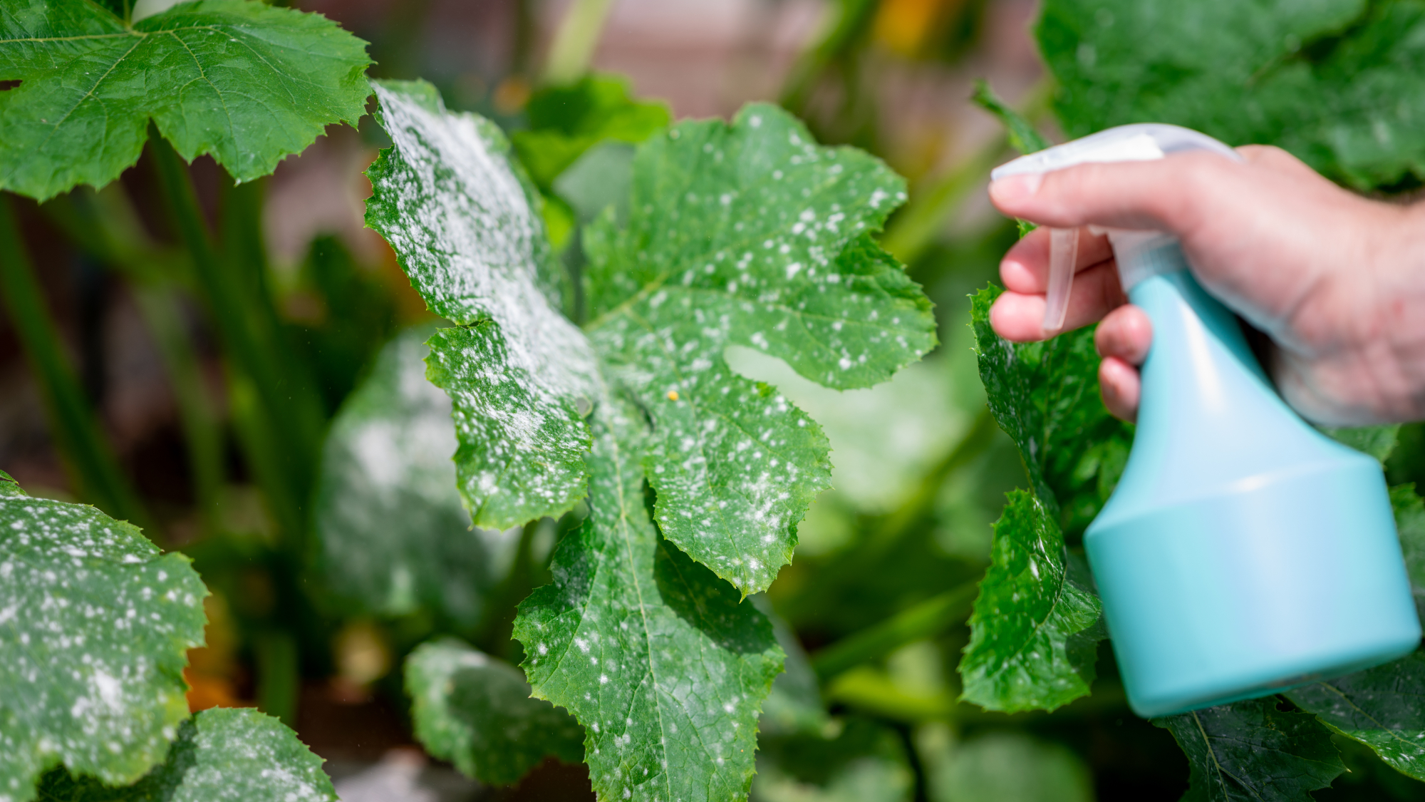 hand spraying zucchini leaves with powdery mildew