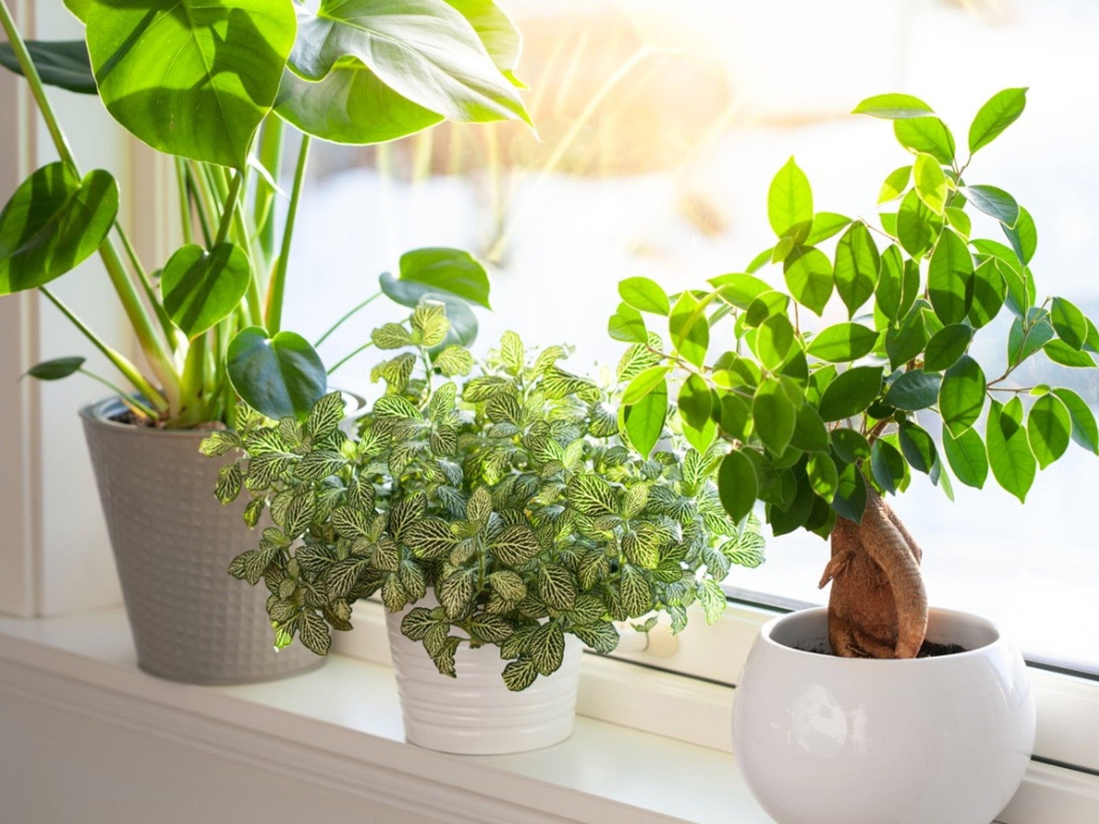 How to Use a Soil Meter on Your Houseplants (With Video