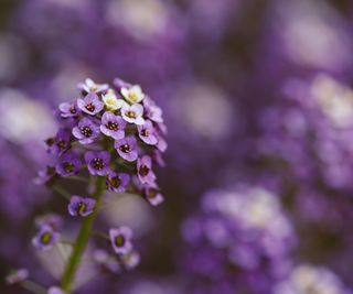 Close up of tiny purple sweet alyssum flowers