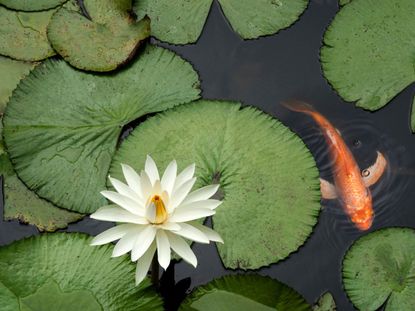 Fish In Pond With Lily Pads