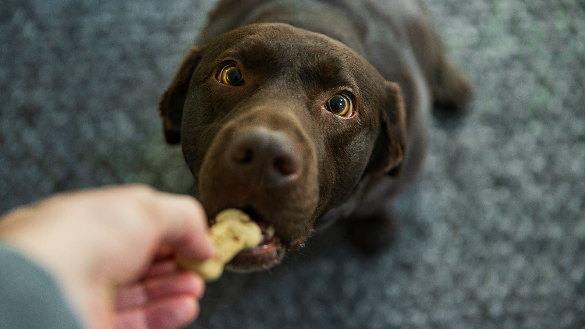 Dog getting treat at vet clinic