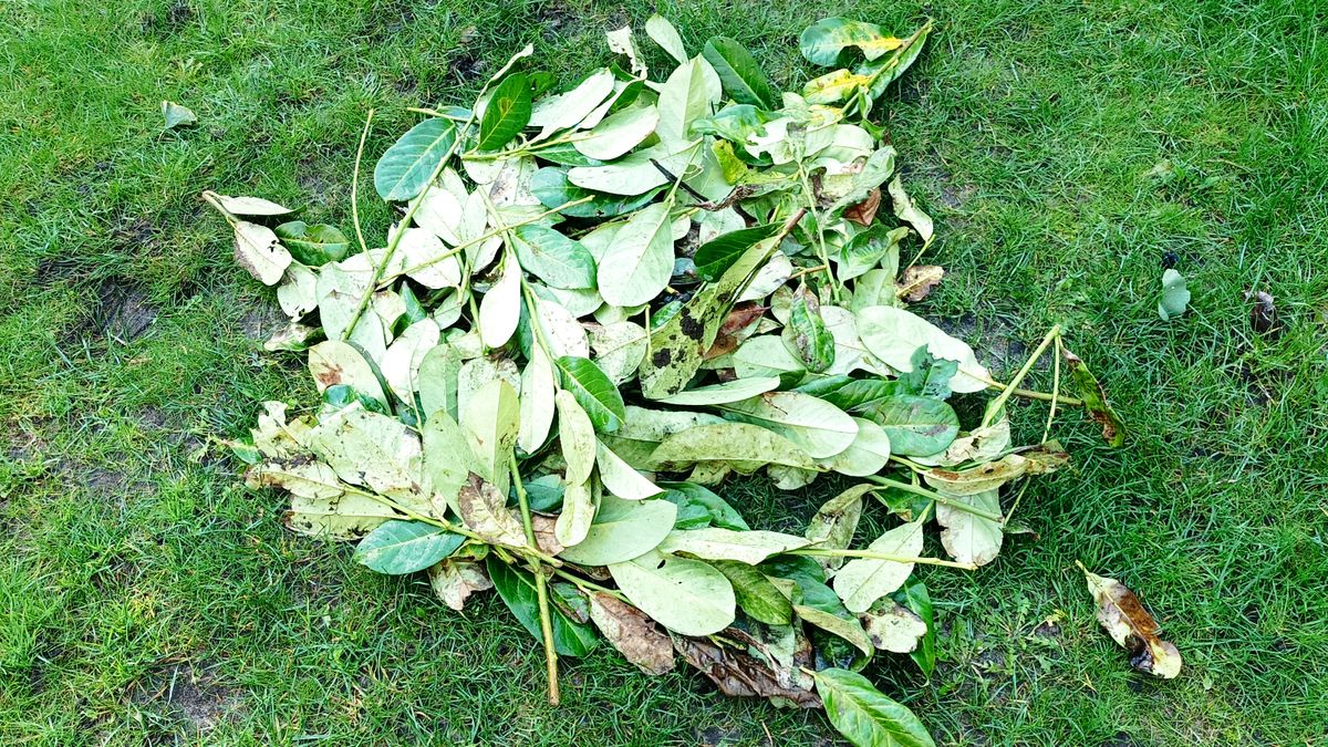 How to mulch leaves 5 steps for organic lawn care Top Ten Reviews