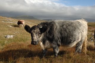 Rare Blue Grey cattle grazing on Ingleborough National Nature Reserve, North Yorkshire.