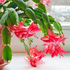 Thanksgiving cactus – or Schlumbergera truncata – with pink flowers