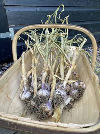 garlic drying out in a wooden trug