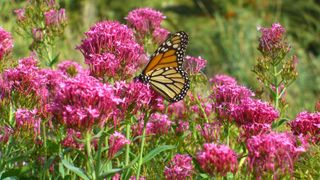 A butterfly on red valerian plants