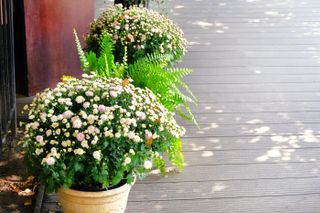 chrysanthemums in a pot on a deck