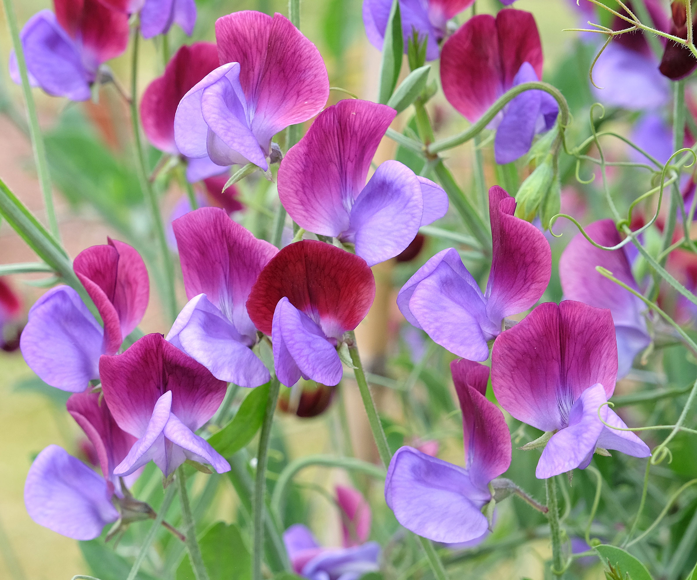 purple sweet pea flowers blooming in garden