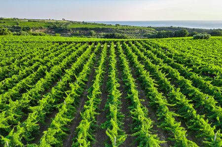 Rows of bright green vines with the sea in the background