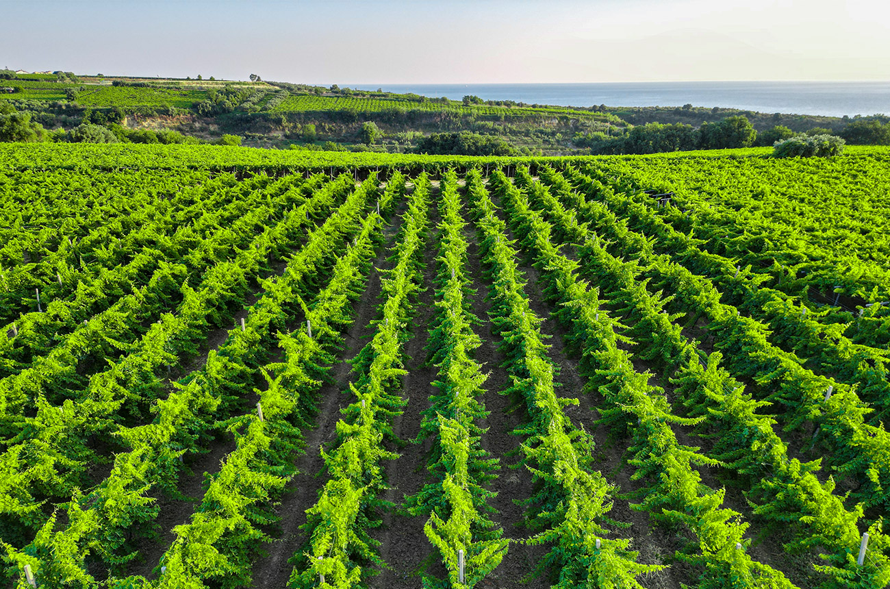 Rows of bright green vines with the sea in the background