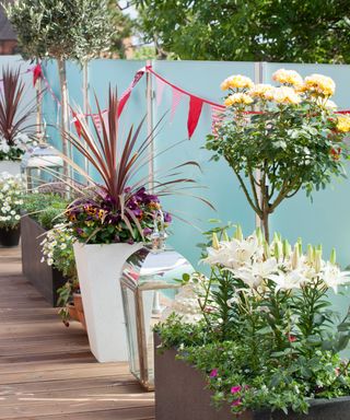 Potted roof garden ideas in front of a glass balustrade with red fabric bunting.