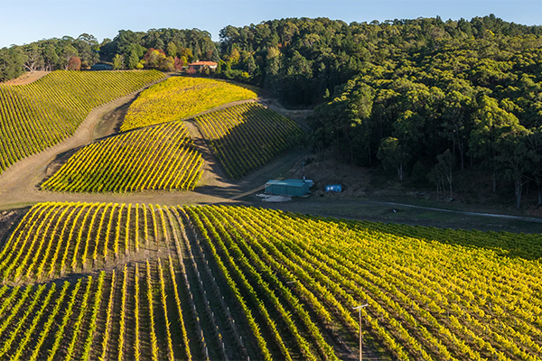Murdoch-Hills-vineyards-in-Adelaide-Hills.-Credit-Murdoch-Hill.jpg