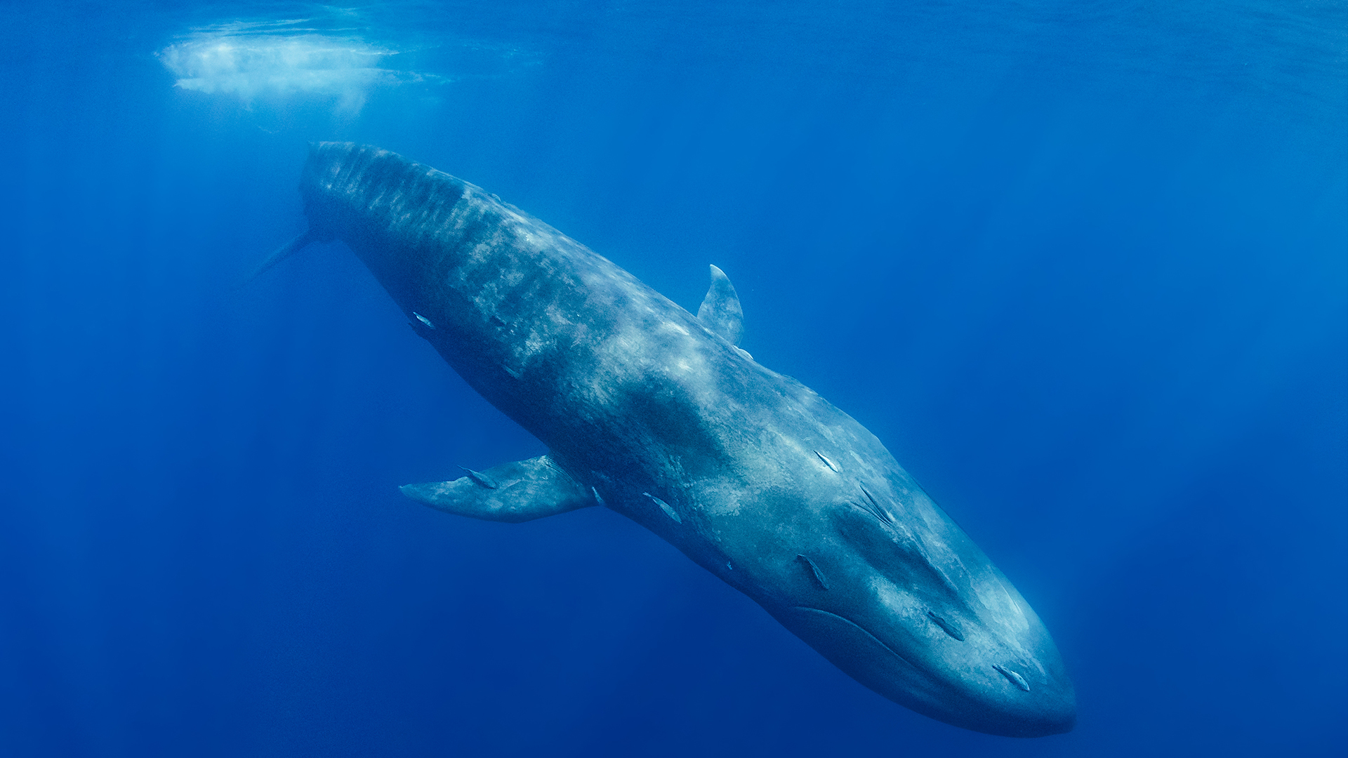 Baleia azul nadando debaixo d'água.