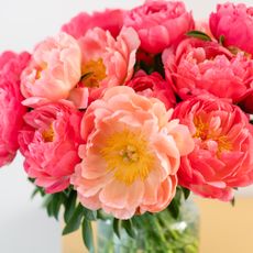 Bouquet of coral sunset peonies in a vase