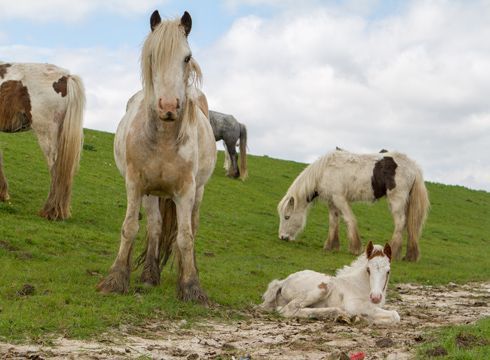 Fly-grazing horses