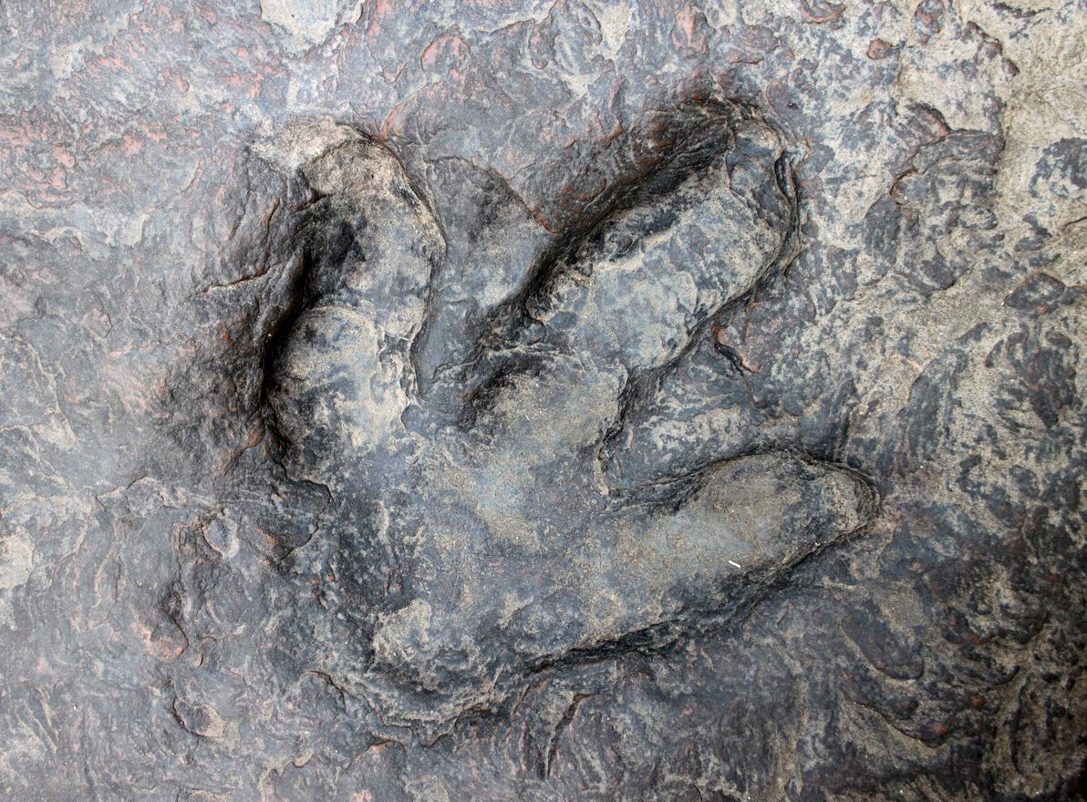 Dinosaur footprint.