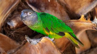 Senegal Parrot