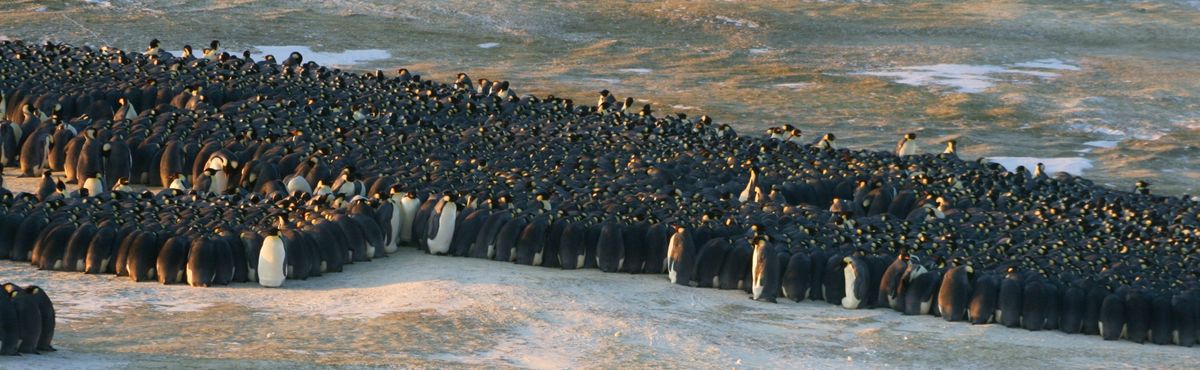 emperor penguin huddle