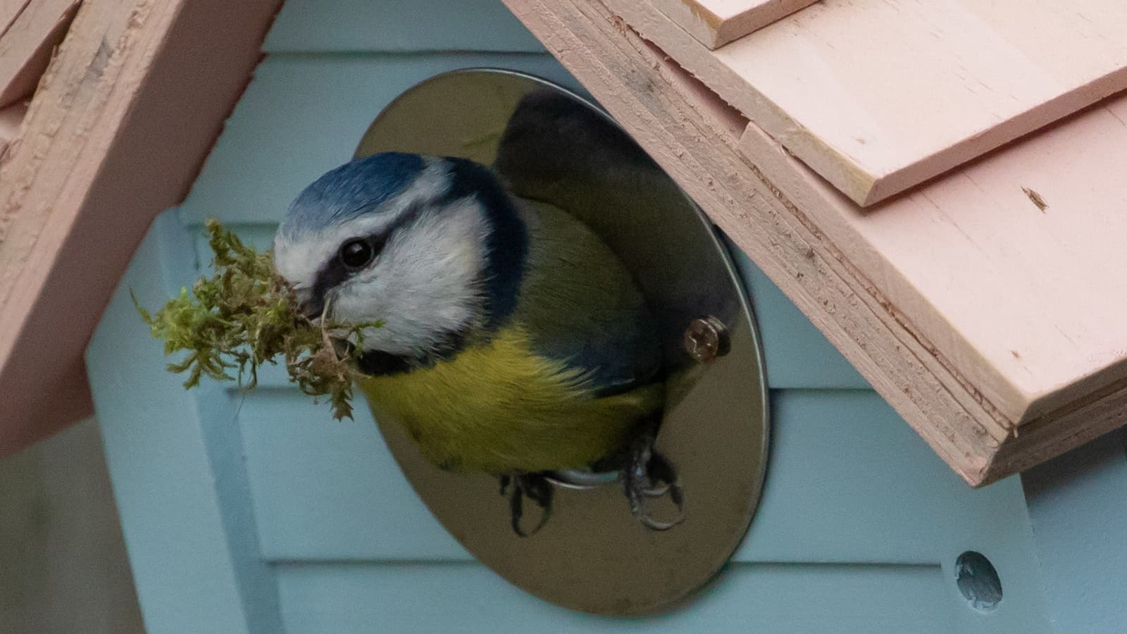 A blue tit in a bird house