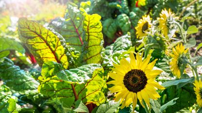 chard and sunflowers 