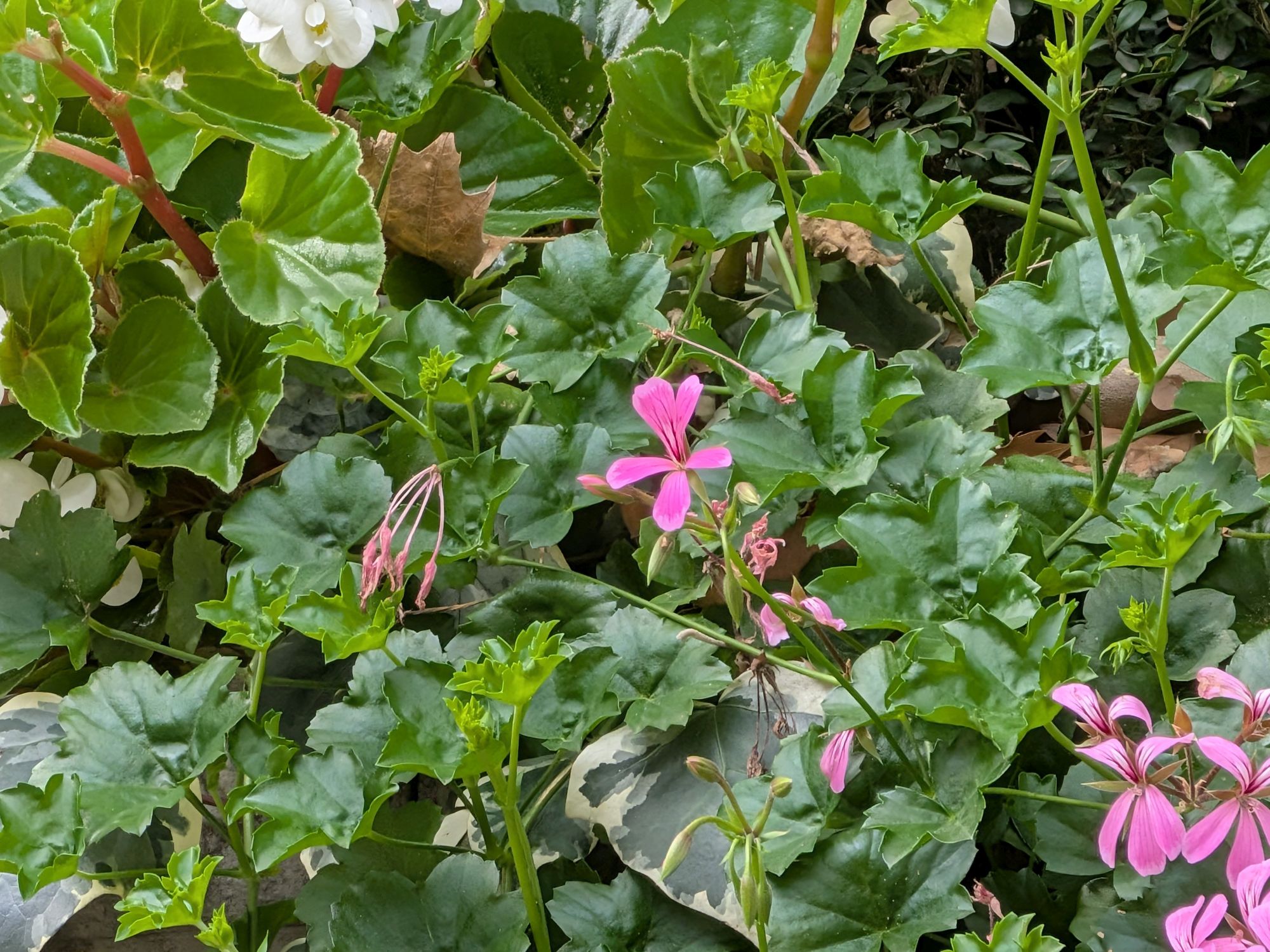Google Pixel 10 zoom test sample.
