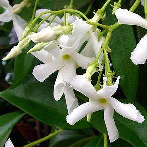 Scented Evergreen Jasmine Plant