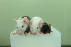 This photo shows, from left to right, a rat-mouse chimera, a rat and a mouse. The rat-mouse chimera was made by injecting mouse pluripotent stem cells into a rat embryo.