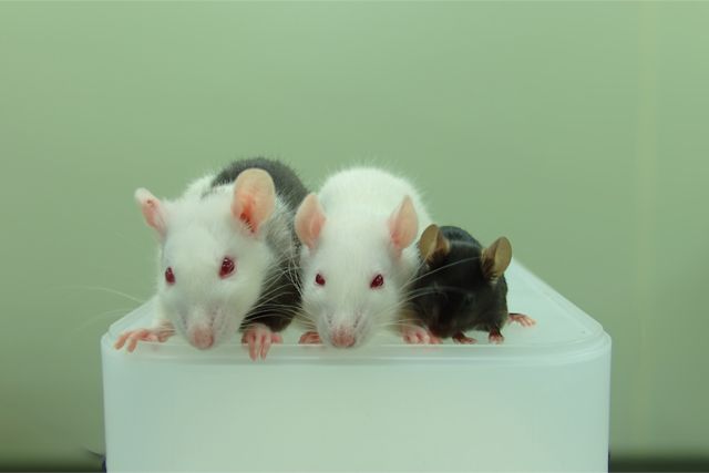 This photo shows, from left to right, a rat-mouse chimera, a rat and a mouse. The rat-mouse chimera was made by injecting mouse pluripotent stem cells into a rat embryo.