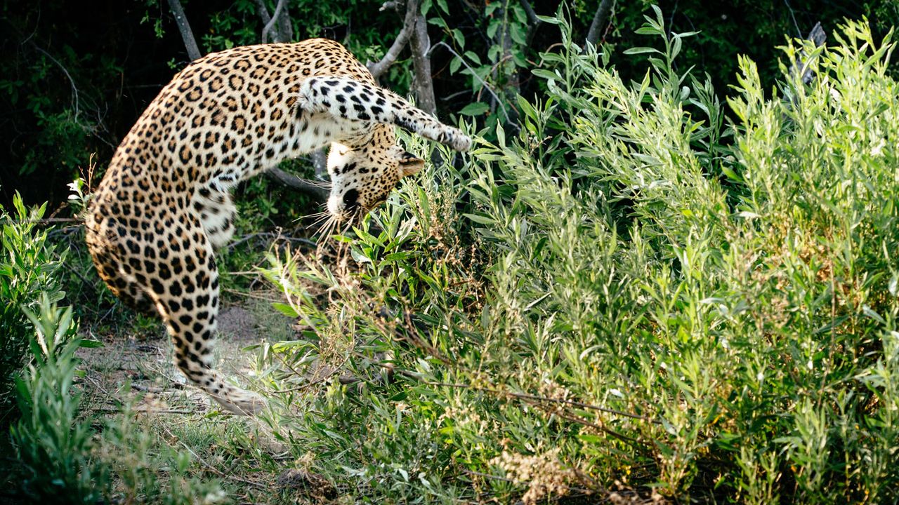 Okavango Delta leopard