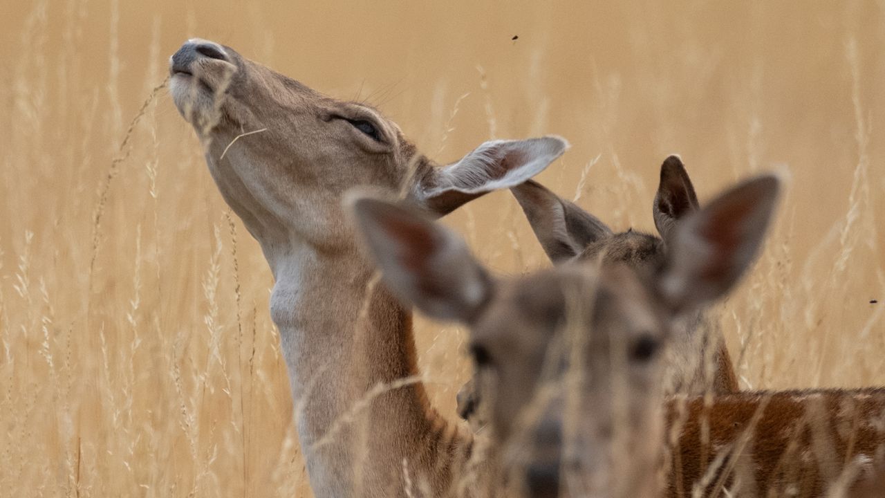 A young deer calling at Bushy Park