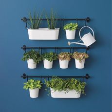 Dark blue wall with a variety of plants hanging on rails in white pots and a small watering can.
