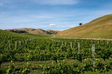 Cloudy Bay vineyards in Marlborough, New Zealand.