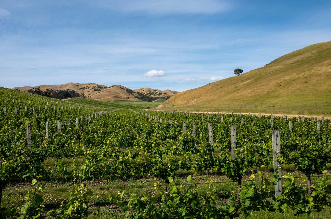 Cloudy Bay vineyards in Marlborough, New Zealand.