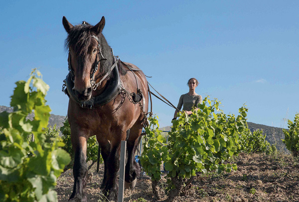Ploughing by horse at Mas Amiel in Maury
