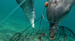 Two dolphins trying to get their heads inside a net in shallower bright waters