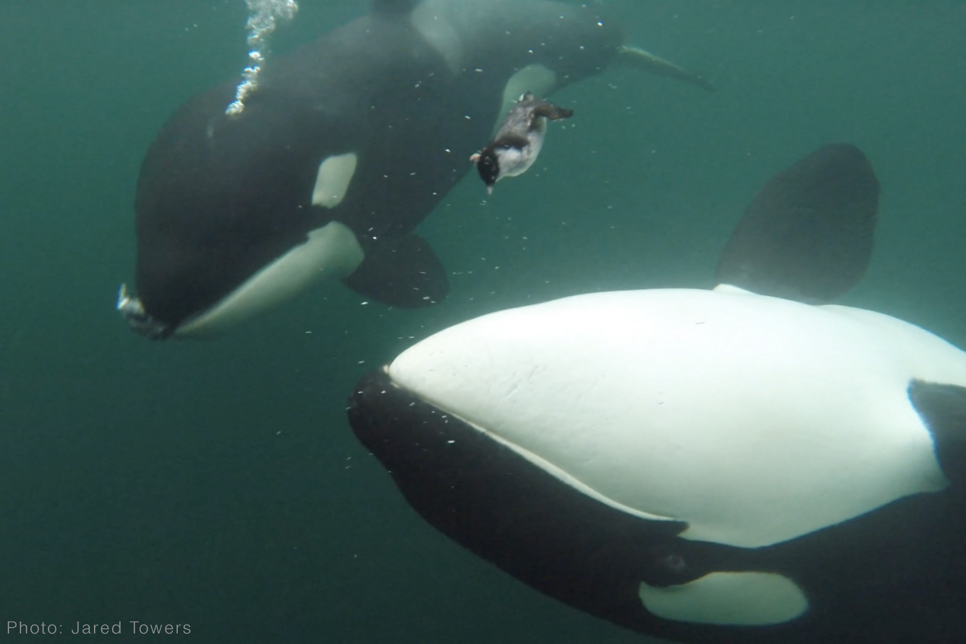 A photograph of an orca offering a dead seabird with another orca close behind.
