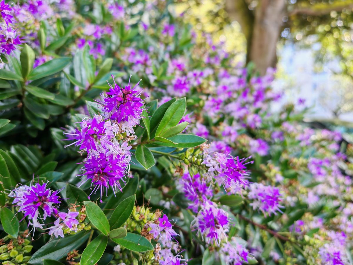 A photo captured on the Honor 200 Pro