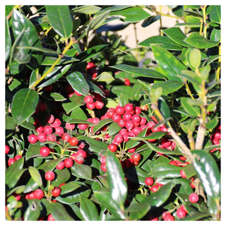 Dwarf Burford Holly Live Plant from Amazon