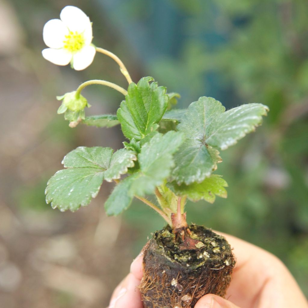 How to grow strawberries in pots a guide to help you grow your own
