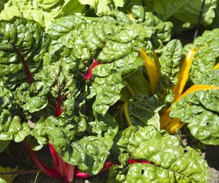 Red and yellow Swiss chard plants growing in sunshine in a vegetable garden