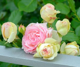 cream and pink Eden roses in bloom